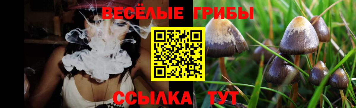 цены наркотик  Вход с VPN  Сальск  Галлюциногенные грибы Psilocybine cubensis 