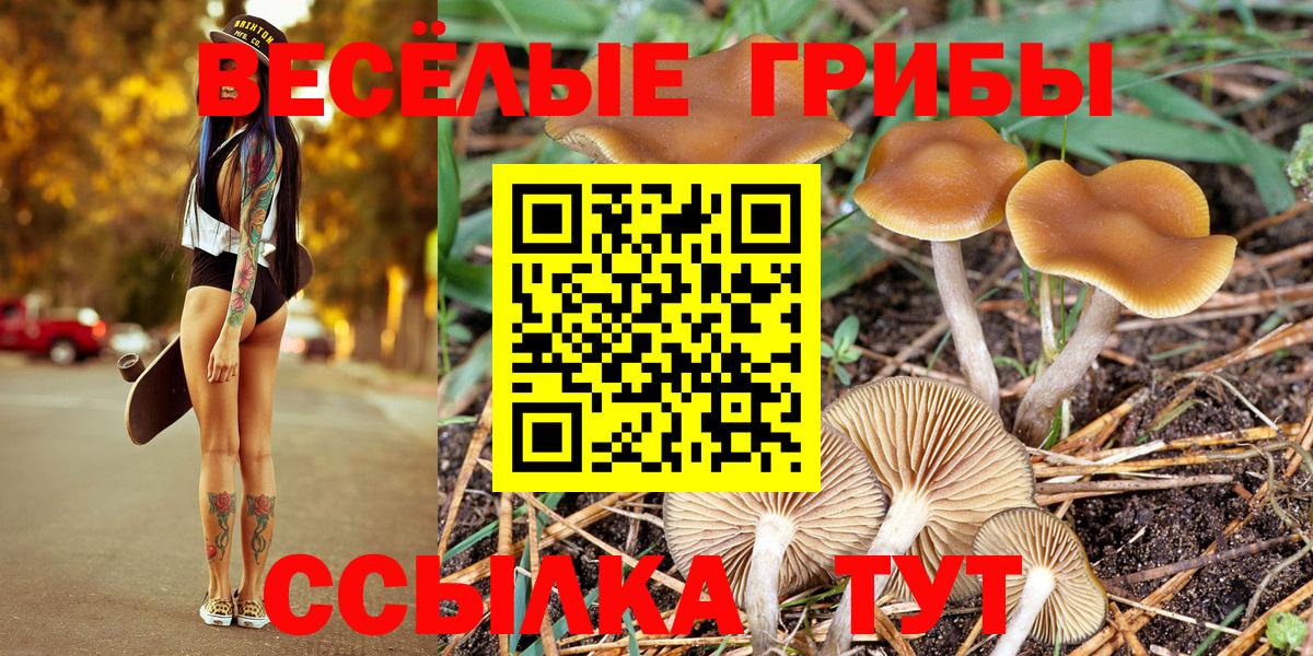 Псилоцибиновые грибы Psilocybine cubensis Сальск